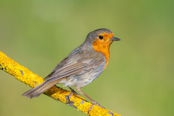 Kızılgerdan » European Robin » Erithacus rubecula