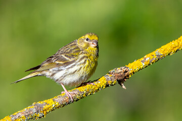 Küçük iskete » European Serin » Serinus serinus