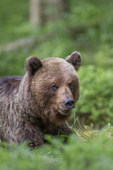 Brown Bear Smiling Finland Europe