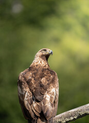 &aacute;guila real vigilando