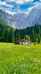 Prächtig blühende Wiese bei der Scharitzkehlalm vor der Göll - Westwand © turtles2