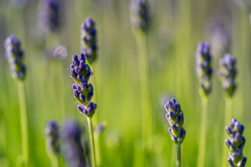 Fototapeta premium Close up of beautiful purple lavender
