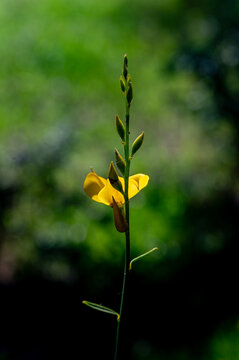 Detail of yellow ginesta flowers (Spartium junceum) in the field