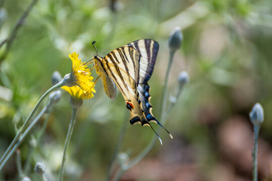 Detail of a large swallowtail butterfly (Iphiclides feisthamelii) on a yellow flower