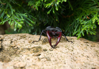 Close-up of a stag beetle (Lucanus cervus). The largest beetle in Europe.