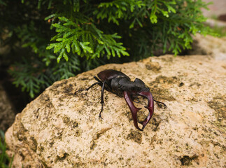 Close-up of a stag beetle (Lucanus cervus). The largest beetle in Europe.