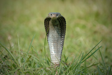 Fototapeta premium king cobra on the grass