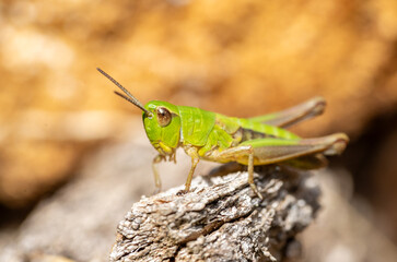 green grasshopper on the Tree trunk