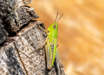 green grasshopper on the Tree trunk