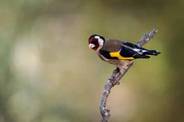 European goldfinch. (Carduelis carduelis).