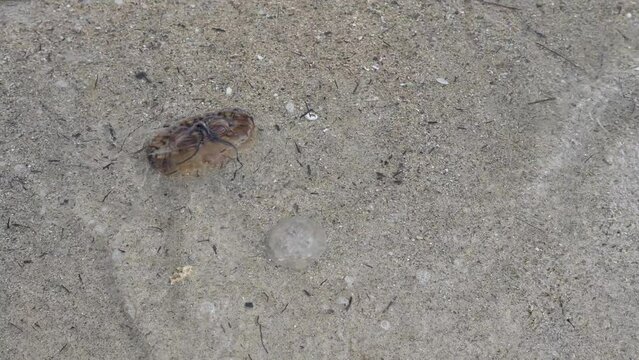 compass jellyfish  Chrysaora hysoscella on the beach with tides