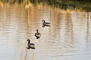 Canada Geese Swimming In Open Water At Sunset In November