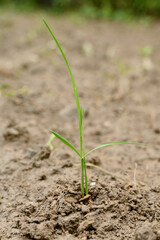 closeup the green ripe paddy plant soil heap and growing in the farm with brown soil soft focus natural green brown background.