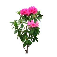 Tuinposter Pink azalea rose flowers, png isolated on transparent background. Branches with lush Rhododendron flowers © Daria