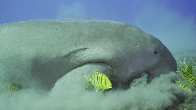 Slow motion, Sea Cow grazing on the seabed. Sea Cow or Dugong (Dugong dugon) with school of Golden Trevally fish (Gnathanodon speciosus) eating Smooth ribbon seagrass (Cymodocea rotundata)