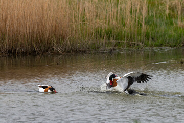 Tadorne de Belon,.Tadorna tadorna, Common Shelduck
