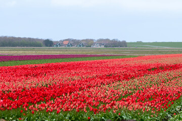 culture, tulipe, Greylag Goose, Ile Texel, Pays Bas