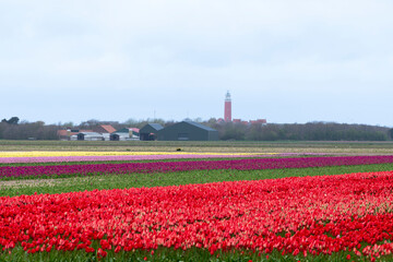 culture, tulipe, Greylag Goose, Ile Texel, Pays Bas