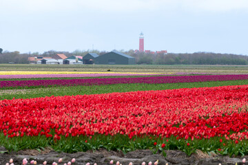 culture, tulipe, Greylag Goose, Ile Texel, Pays Bas