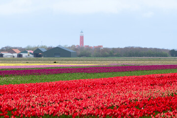 culture, tulipe, Greylag Goose, Ile Texel, Pays Bas