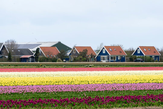 culture, tulipe, Greylag Goose, Ile Texel, Pays Bas