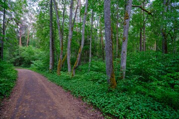 A beautiful empty road that goes through the forest and disappears into the distance. A thick gloomy forest. The sides of the road are overgrown with trees