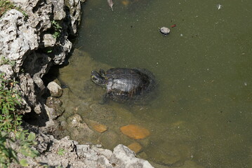 濁った池とそこに住む亀