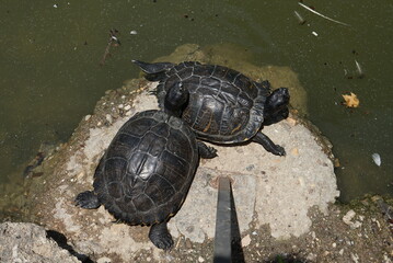 池のほとりの岩で休む2匹のカメ