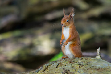 Naklejka na ściany i meble Red Squirrel with Nut Brownsea Island Autumn