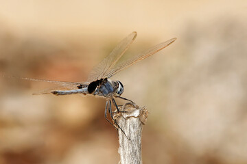 Libellule posée