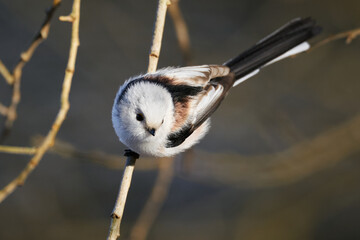 Long-tailed tit (Aegithalos caudatus)