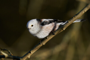 Naklejka premium Long-tailed tit (Aegithalos caudatus)