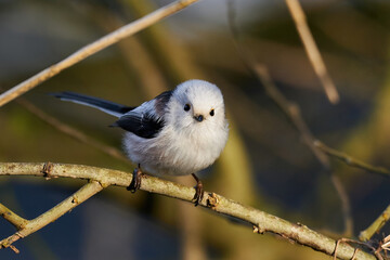 Obraz premium Long-tailed tit (Aegithalos caudatus)