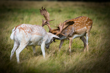two deer in the woods stag fight