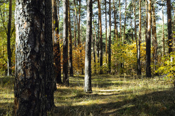 Trunks of pine trees in the autumn forest lit by the sun