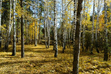 Trunks of birch and pine trees in the autumn sunny forest