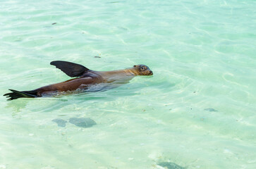 Obraz premium León marino de Galápagos