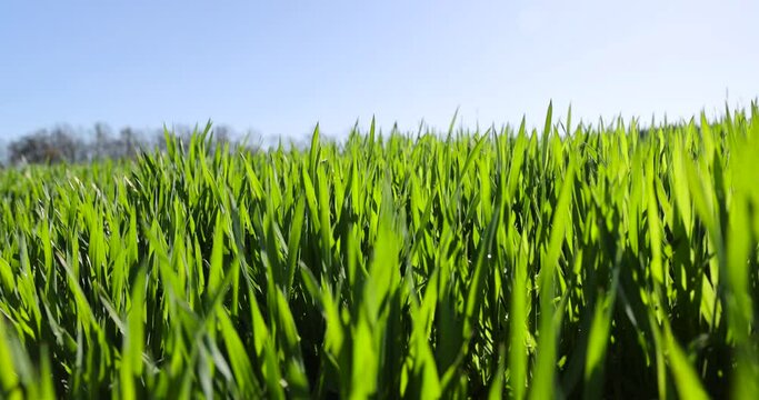 agricultural field with green signs in the spring season, green young wheat sprouts on the agricultural field