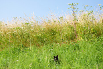 Wild grass and black cat on a bank in the Loire valley near Jargeau village