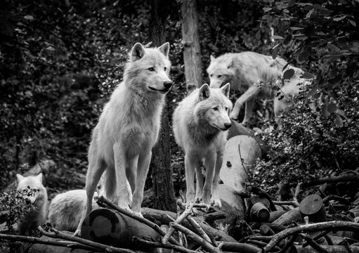 petite meute de loup arctique