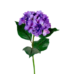 Photo sur Plexiglas Azalée Pink blue violet multi-colored hydrangea flowers, png isolated on transparent background. Branches with lush Rhododendron flowers