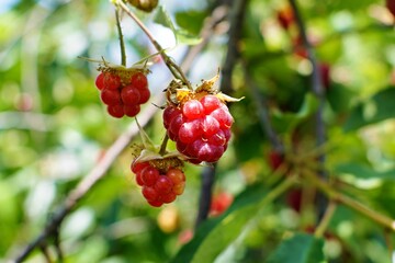 Ripe raspberries on a raspberry branch on a sunny day