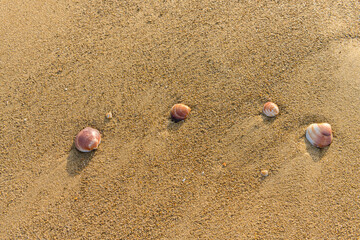 Small seashells on a sandy beach with copy space around