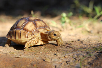 African Sulcata Tortoise Natural Habitat,Close up African spurred tortoise resting in the garden, Slow life ,Africa spurred tortoise sunbathe on ground with his protective shell ,Beautiful Tortoise