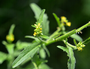 Sisymbrium officinale grows in nature