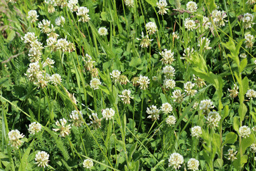 White creeping (Trifolium repens) clover grows in nature