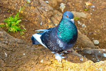 Majestic pigeon bird pigeons birds in Alajuela in Costa Rica.