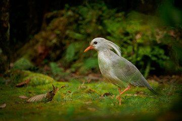 Kagu or Cagou, kavu or kagou - Rhynochetos jubatus crested long-legged bluish-grey bird endemic to mountain forests of New Caledonia, Rhynochetos in Rhynochetidae, almost flightless