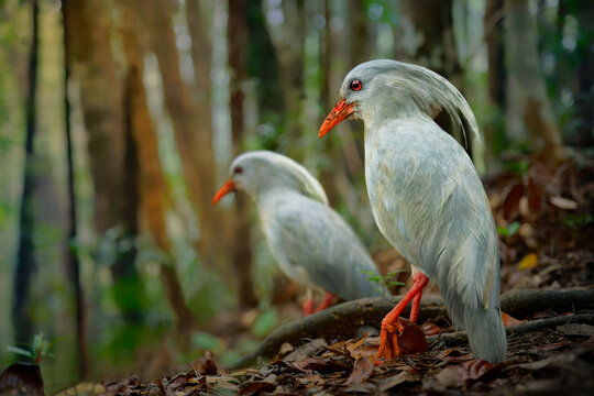Kagu or Cagou, kavu or kagou - Rhynochetos jubatus crested long-legged bluish-grey bird endemic to mountain forests of New Caledonia, Rhynochetos in Rhynochetidae, almost flightless