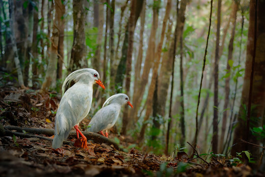 Kagu or Cagou, kavu or kagou - Rhynochetos jubatus crested long-legged bluish-grey bird endemic to mountain forests of New Caledonia, Rhynochetos in Rhynochetidae, almost flightless